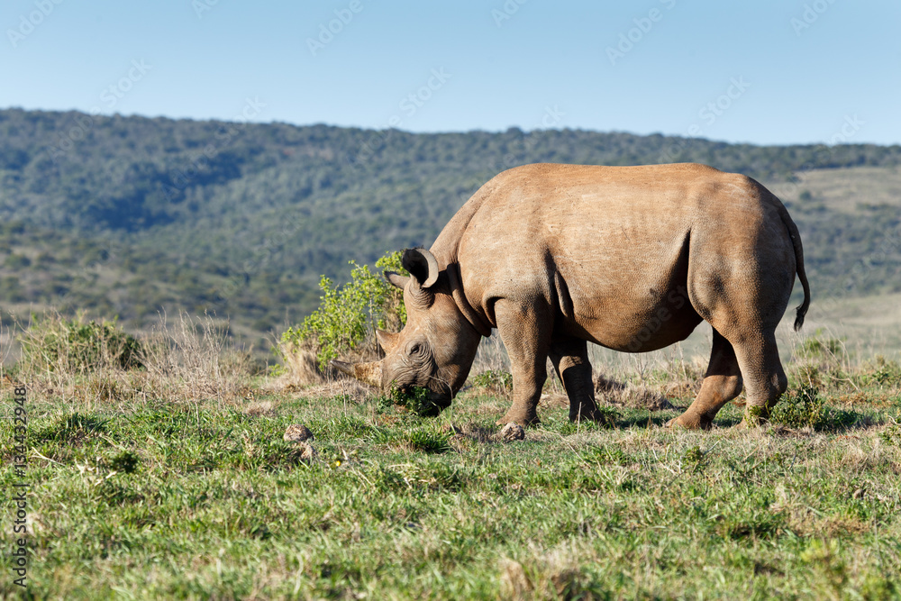 Fototapeta premium Rhinoceros eating grass