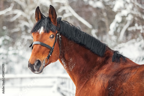 Fotografie Portrait of trakehner bay horse