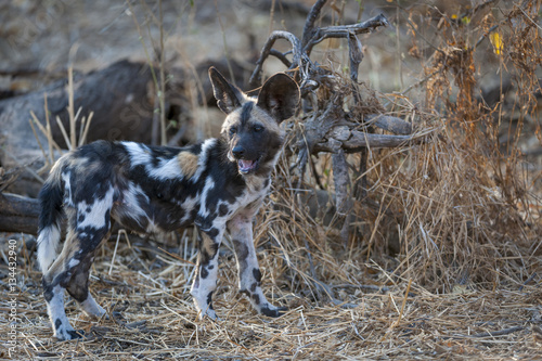 African wild dog, African hunting dog, African painted dog, Cape hunting dog, wild dog or painted wolf (Lycaon pictus) pup chewing a bone.  Botswana © Roger de la Harpe