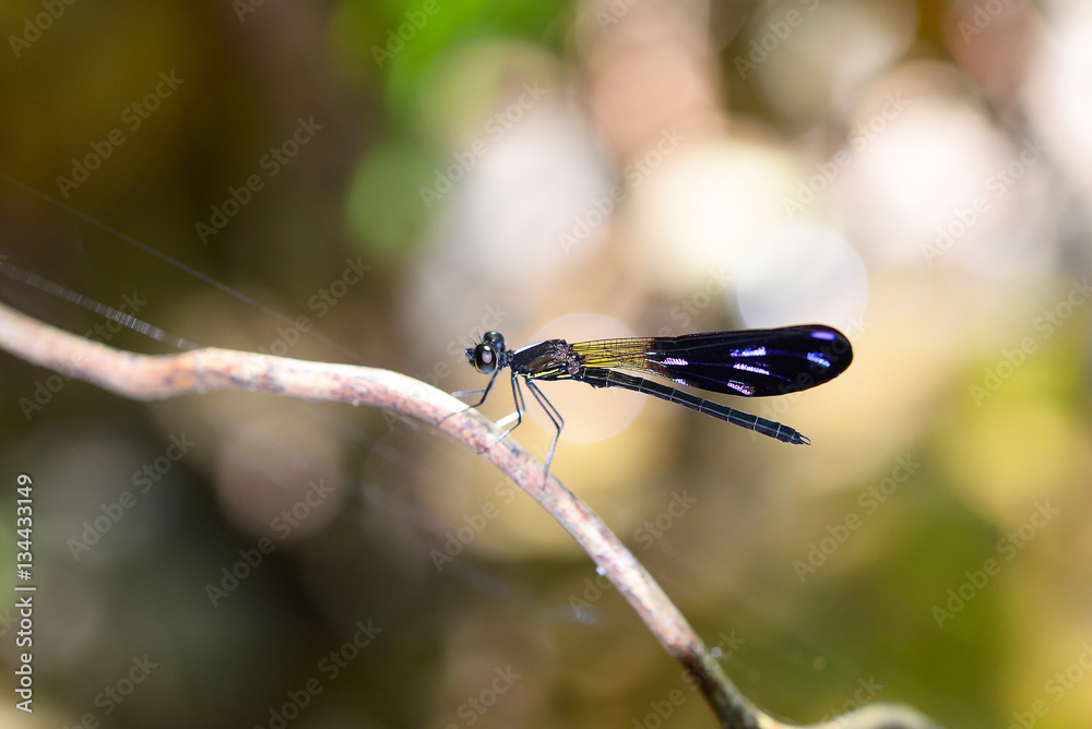 Dragonfly Kaeng Krachan National Park, Thailand Dragonfly Kaeng Krachan National Park, Thailand
