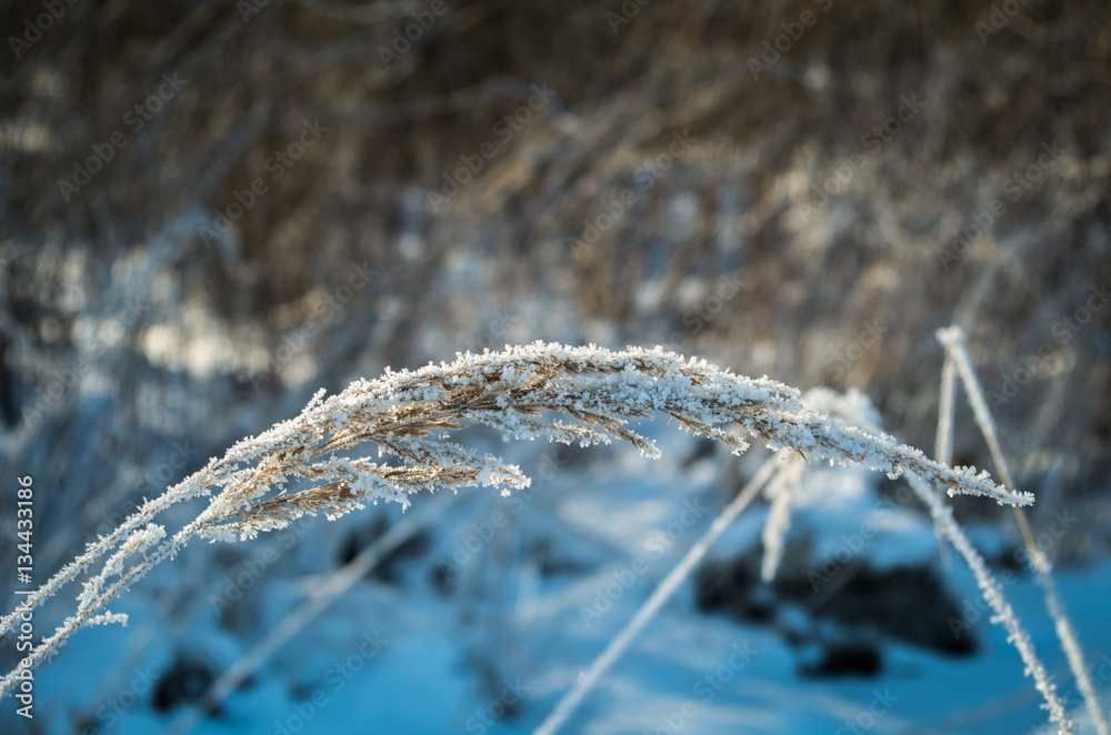 Obraz premium Zamarznięta trawa