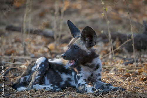 Fototapeta Naklejka Na Ścianę i Meble -  African wild dog, African hunting dog, African painted dog, Cape hunting dog, wild dog or painted wolf (Lycaon pictus) pup.  Botswana