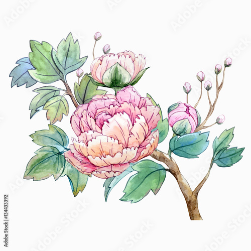 Watercolor chinese peony flower