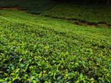 Tea Plantage Mackwoods Tea Sri Lanka
