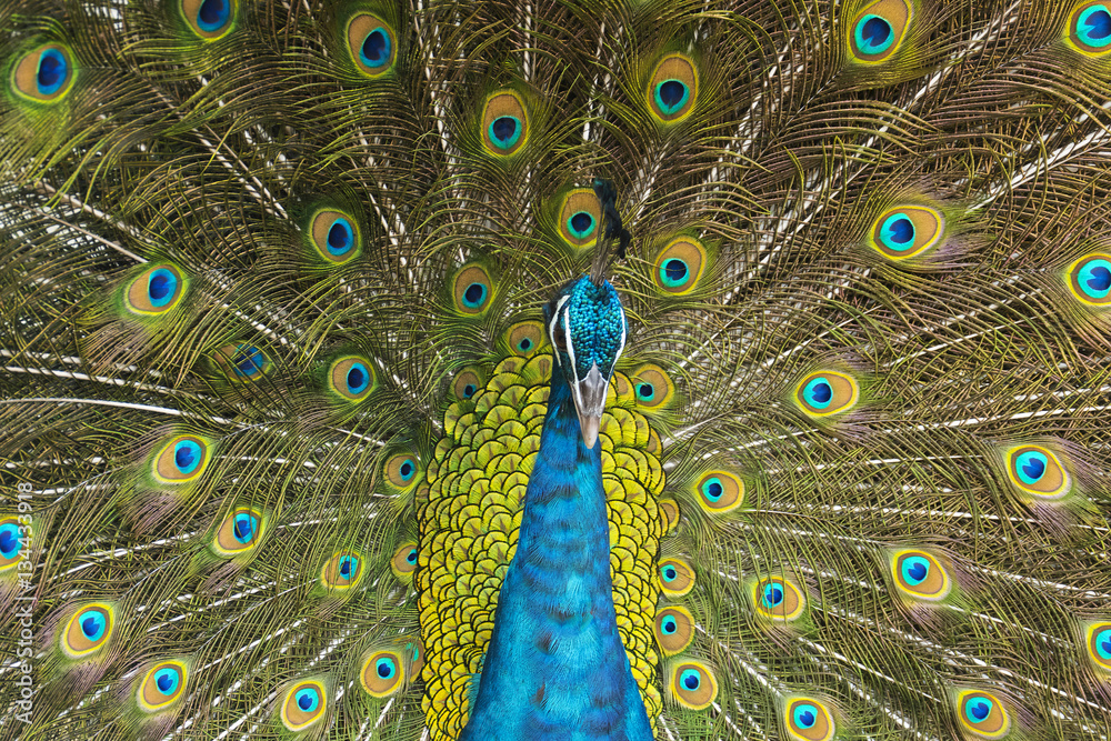 Fototapeta premium Peacock with Feathers Out