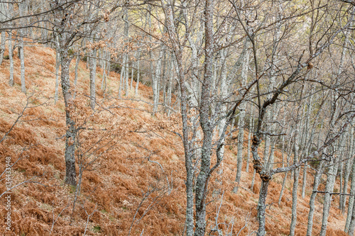 Bosque de robles y helechos en invierno. Ruta de los canales romanos del Oza. El Bierzo, León, España. photo