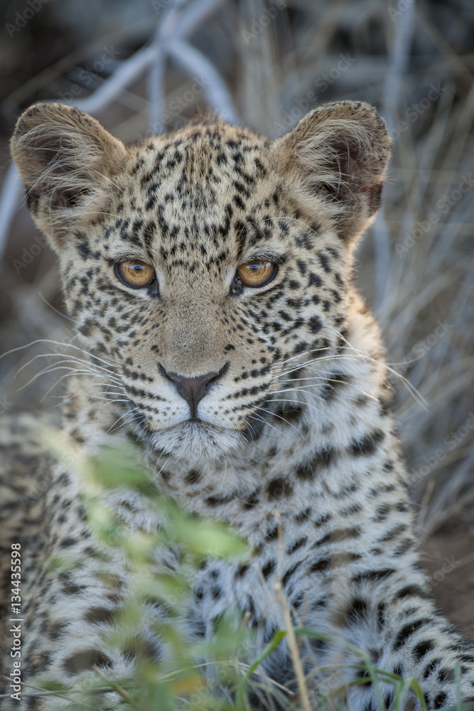 Fototapeta premium Leopard (Panthera pardus) juvenile. Kalahari. Botswana