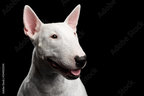 Fototapeta Close-up portrait of Happy White Bull Terrier Dog Looking side on isolated black