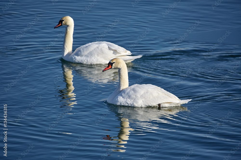 Swans on a river