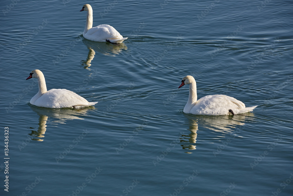 Swans on a river