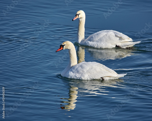 Swans on a river