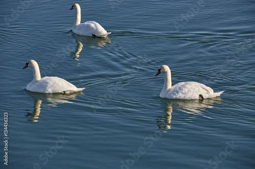 Fototapeta Naklejka Na Ścianę i Meble -  Swans on a river