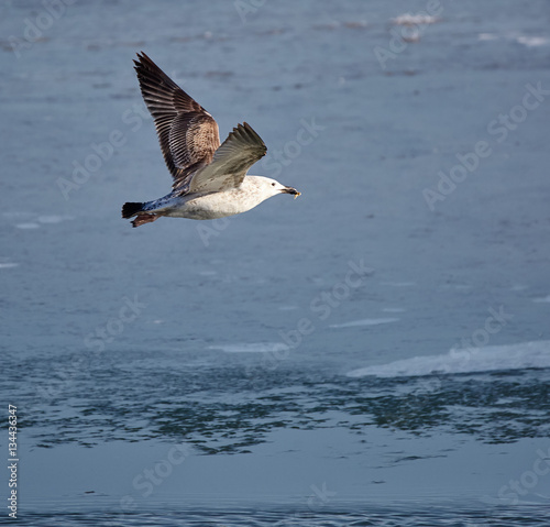 Caspiann gull in flight