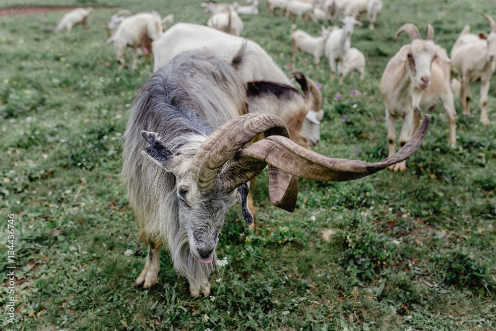 goat herd leader with huge horns unusual goat herd leader with huge horns unusual
