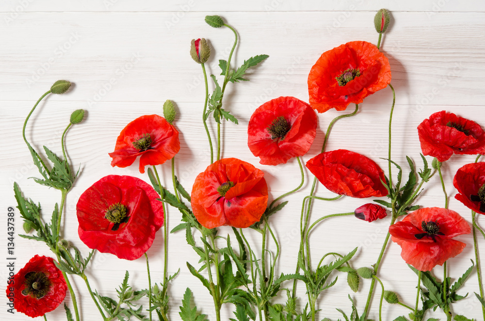 Fototapeta premium Beautiful red poppies