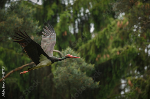 Black stork in the dark of the european forest, beautiful and big bird in the woodlands of czech republic, Ciconia nigra photo