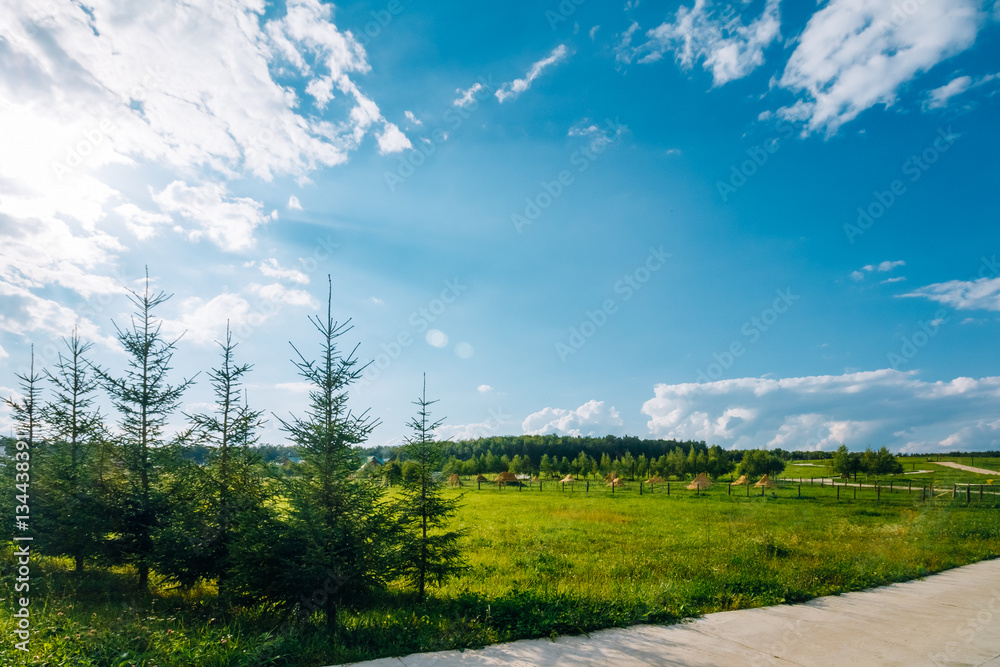 Beautiful summer landscape with pine trees