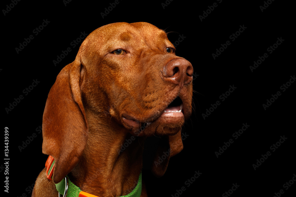 Close-up Portrait of suspicion Hungarian Vizsla Dog with squints Eyes on isolated black background Close-up Portrait of suspicion Hungarian Vizsla Dog with squints Eyes on isolated black background