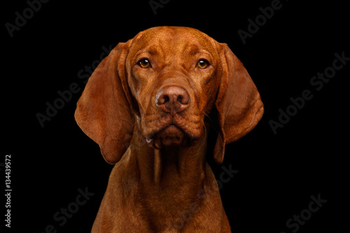 Close-up Portrait of Hungarian Vizsla Dog Serious looking in camera on isolated black background, front view photo
