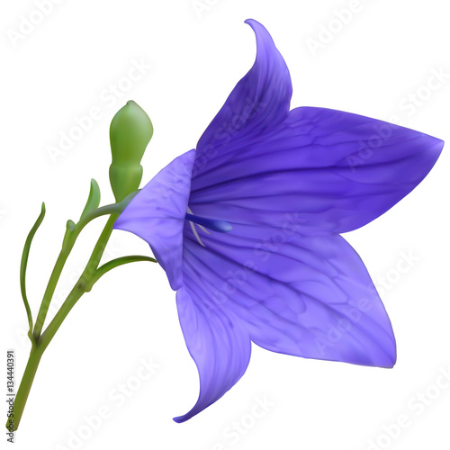 Purple balloon flower