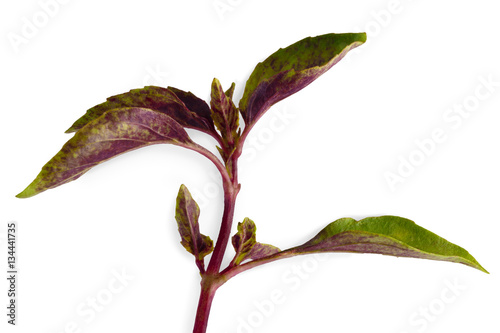 Basil herb closeup isolated on white background