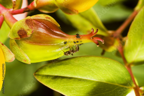 Macro image of ant farming aphids on rose for honey dew.