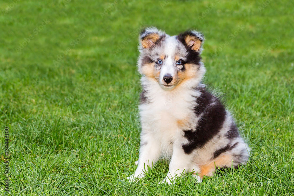 One young sheltie dog sitting on grass