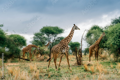 Giraffes