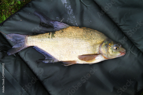 Fototapeta Naklejka Na Ścianę i Meble -  Commn Bream, fresh water fish from commercial angling pond.