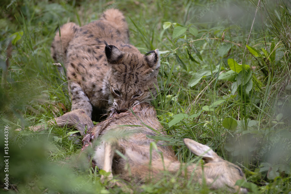 Naklejka premium Ryś na pęknięciu