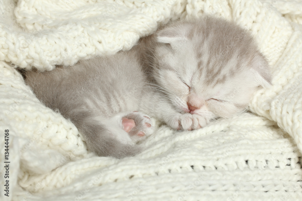 Cute little gray kitten sleeps on a soft blanket. Cute little gray kitten sleeps on a soft blanket.
