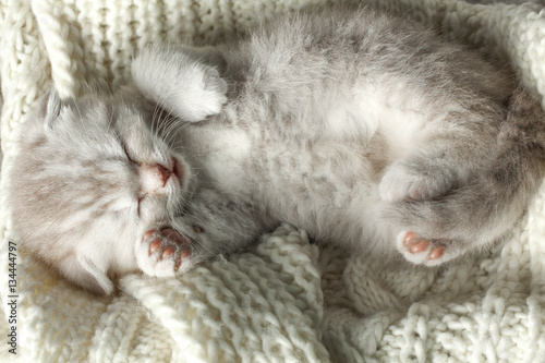 Cute little gray kitten sleeps on a soft blanket.
