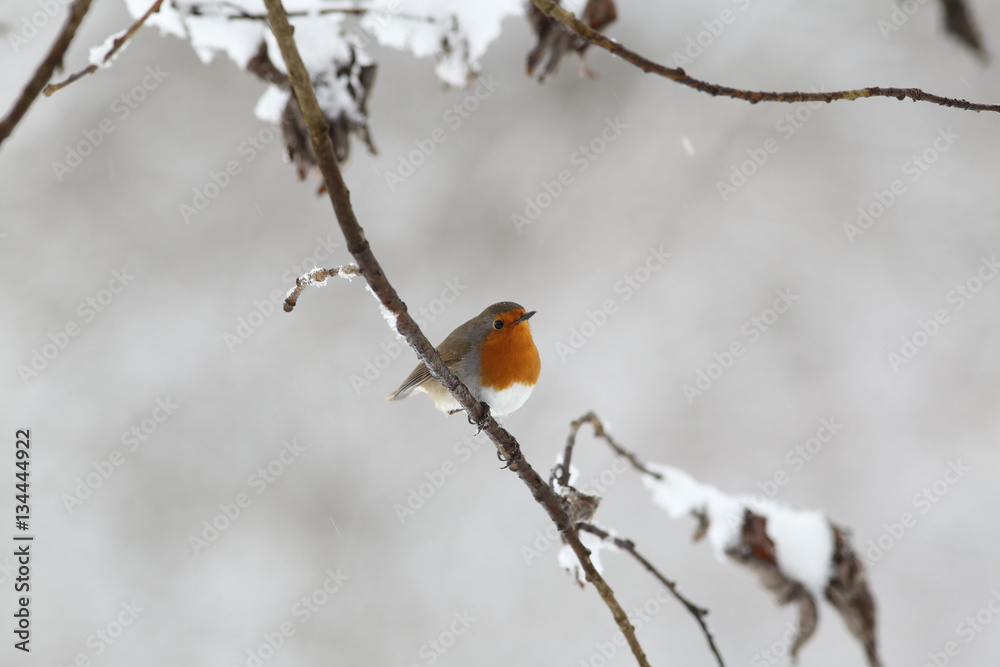 Robin ruffled up sitting on the wet branch Robin ruffled up sitting on the wet branch