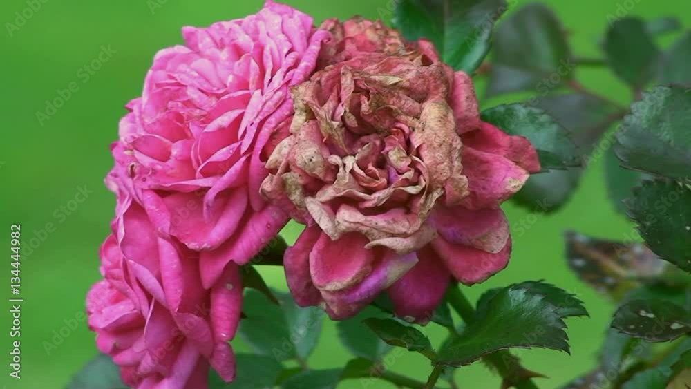 Zwei rosa Rosenblüten und eine vom Frost verbrannte Rosenblüte bewegen sich im Wind (Großaufnahme) Zwei rosa Rosenblüten und eine vom Frost verbrannte Rosenblüte bewegen sich im Wind (Großaufnahme)
