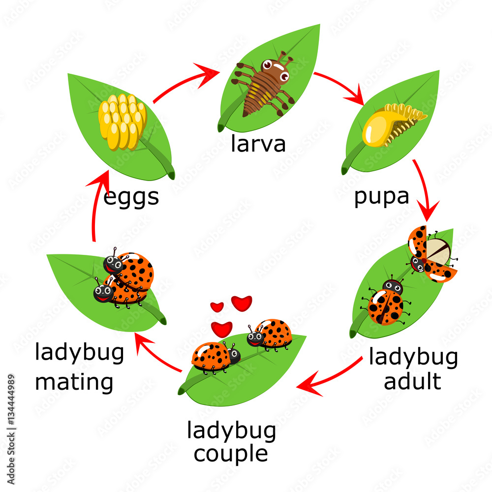 Fototapeta premium Vector of ladybug life Cycle for kids