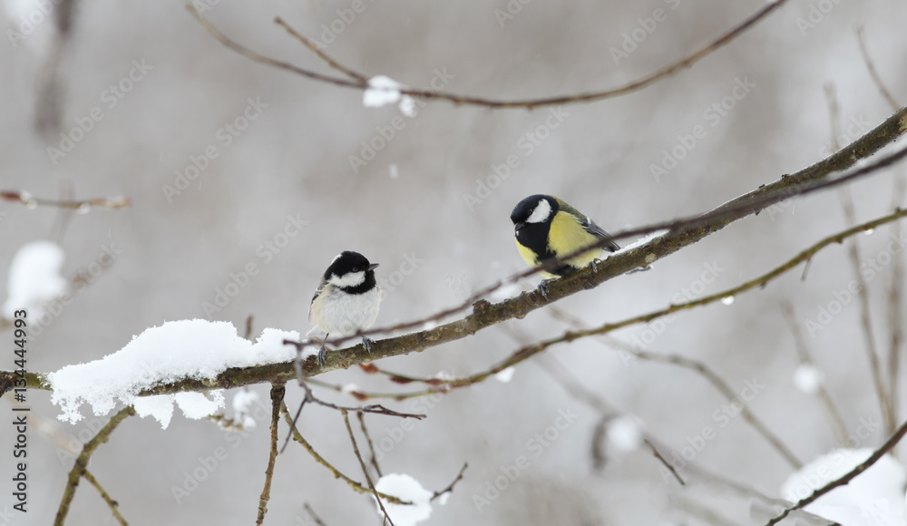 Robin is sitting sideways on a snow-covered branch Robin is sitting sideways on a snow-covered branch
