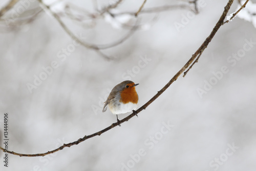 Robin sitting on the wet and thin branch