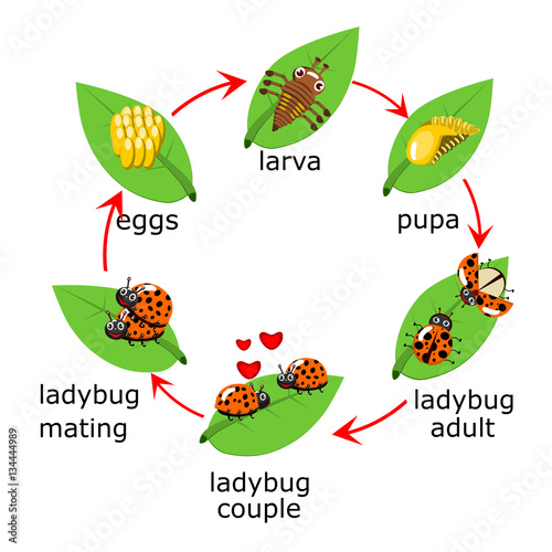 Vector of ladybug life Cycle for kids