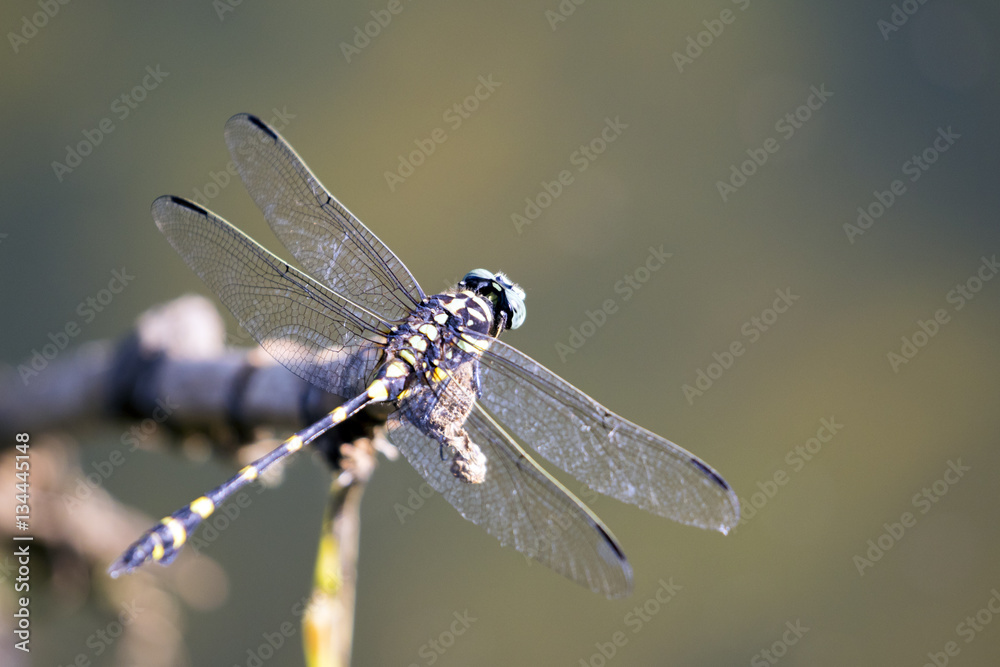Image of dragonfly perched on a tree branch on nature background Image of dragonfly perched on a tree branch on nature background