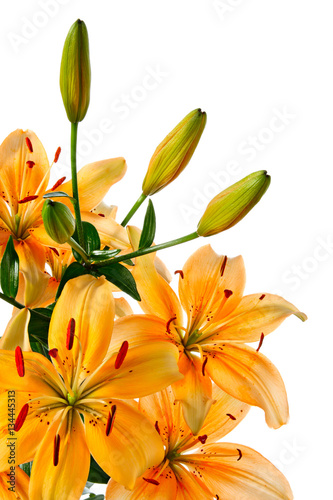 Beautiful orange lilies