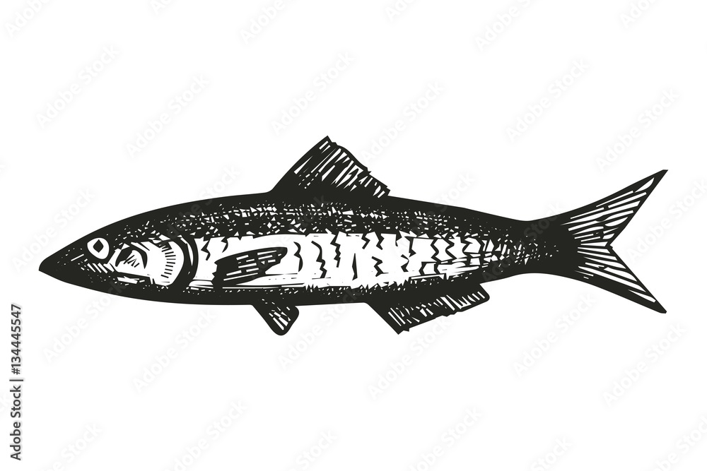 fish Herring sketch. vector illustration vector de Stock Adobe Stock