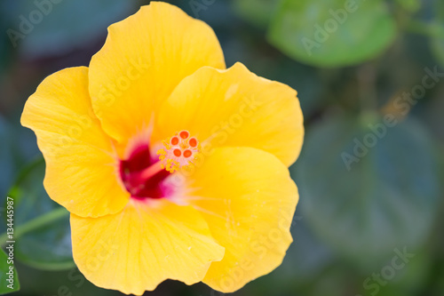 Close up of flower carpel  big yellow flower.