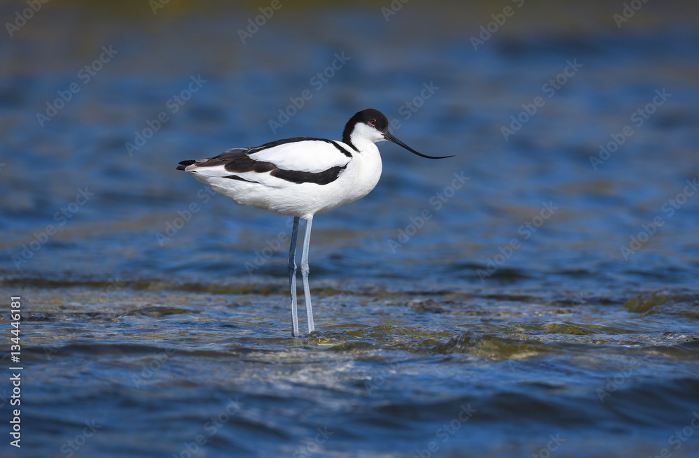 Obraz premium Pied avocet