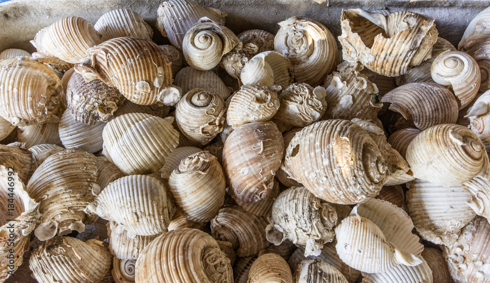 sea shell sea shell