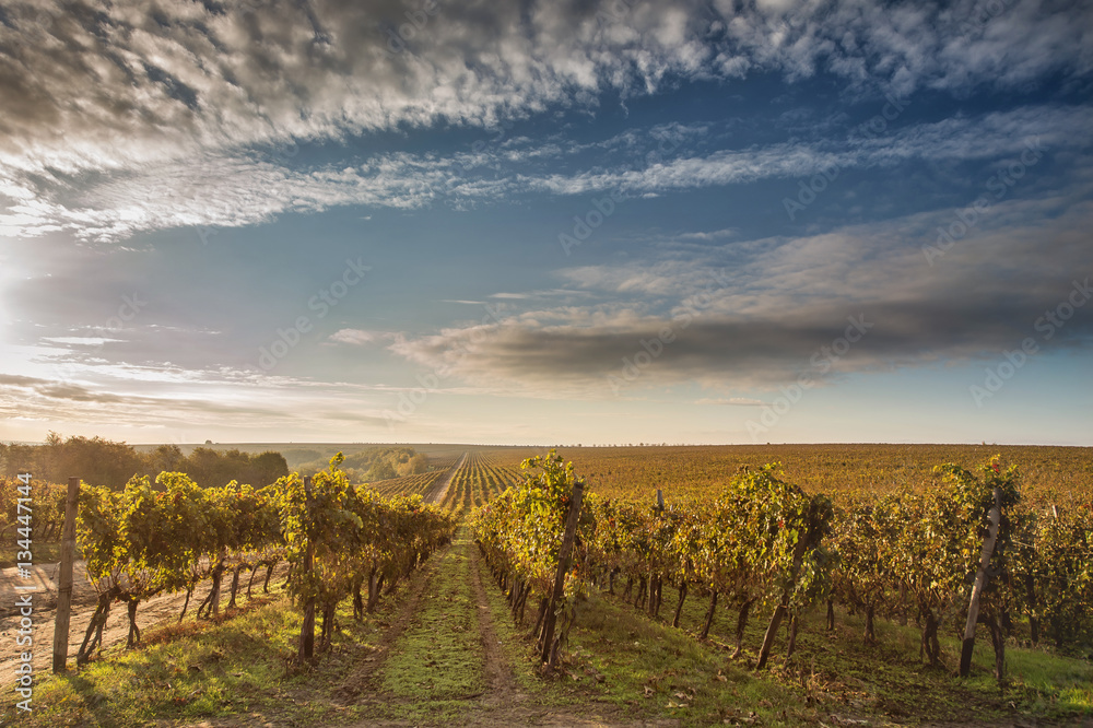 autumn vineyards   against blue sky