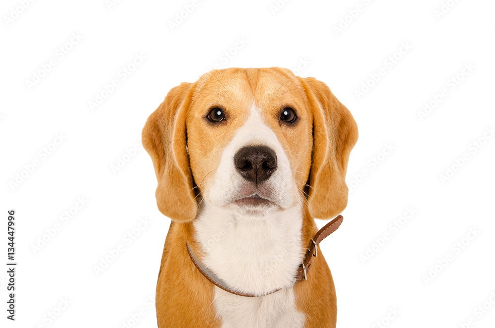Portrait of Beagle dog, closeup, isolated on white background
