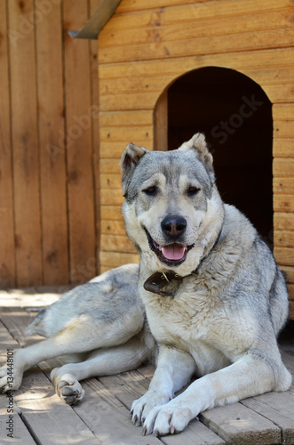 A large dog rests near his home