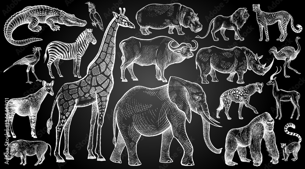 African animals and birds set. Hand drawing sketch white chalk on blackboard. Vector illustration art. Vintage engraving style. Nature objects wild life mammals.Predators and herbivores. - obrazy, fototapety, plakaty 