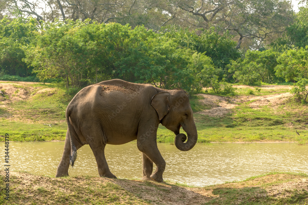 Fototapeta premium Sri Lanka: wild elephant in the drinking place of Yala National Park 