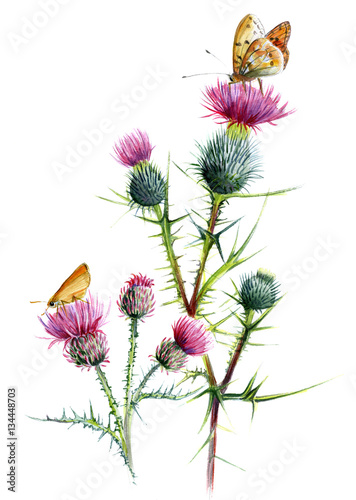 Thistle two species, with butterflies. Botanical watercolor sketch on a white background.